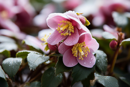 花瓣上有水滴雨中初绽的露水粉红色冬花背景