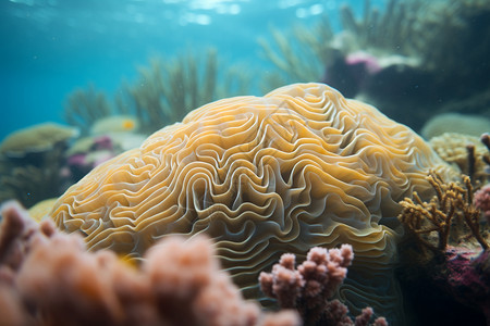 黄色海洋生物黄色的珊瑚礁在水底背景