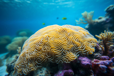 黄色海洋生物海底世界的黄色脑珊瑚背景