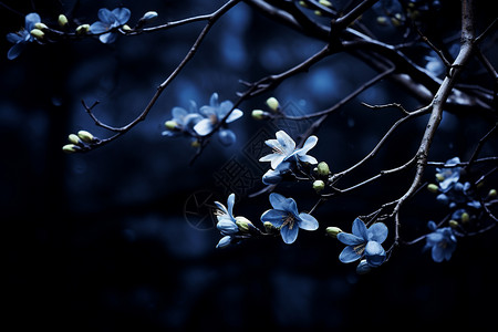 夜晚蓝色花朵夜空树枝上的蓝花背景