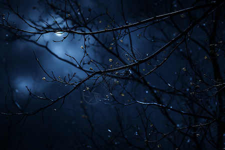 夜晚中月光穿过的树枝图片