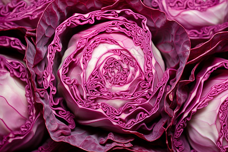 色彩绚丽的紫色卷心菜图片