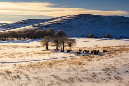 冬日雪野的牧群图片