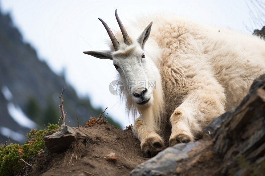 一只山羊在山上的岩石山上躺着图片