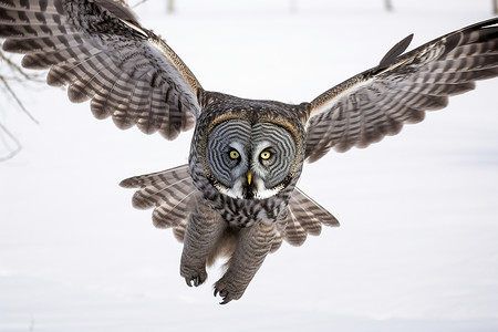 鸮飞翔中的雪夜智者背景