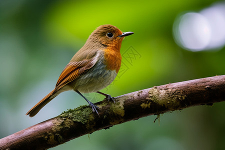热带高原上的小鸟图片