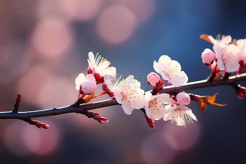 树杆上盛开的樱花图片