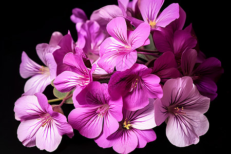 一束紫色天竺葵图片