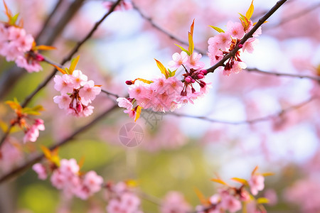 春天的樱花枝美丽樱花枝背景