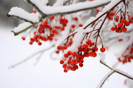 雪红果冬季雪中红果背景