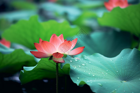 雨中荷花背景图片