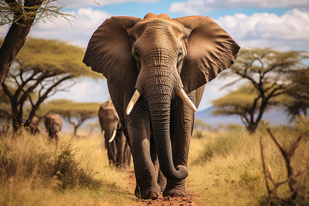 大象漫步在野外高清图片
