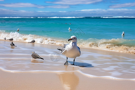一只海鸥站在海滩上图片