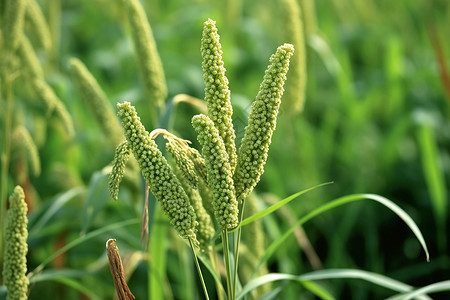 农田种植的小米图片