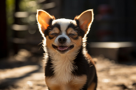 快乐小犬图片