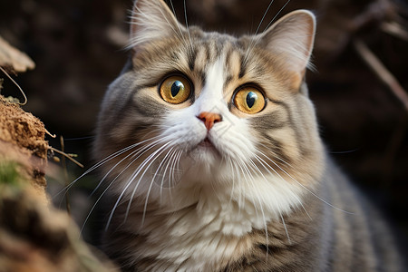 思考着的猫思考中的可爱小猫背景