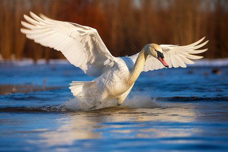 水面飞翔的白天鹅高清图片