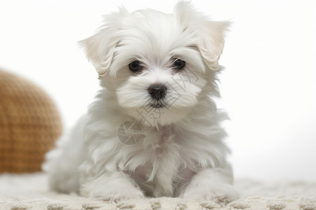 一只白色的小狗背景图片