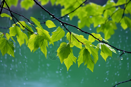 树梢雨中的绿意背景