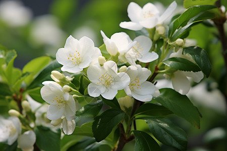 清新的花香花香清新高清图片