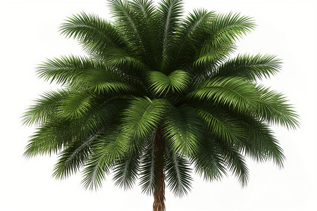 繁茂的棕榈树背景图片