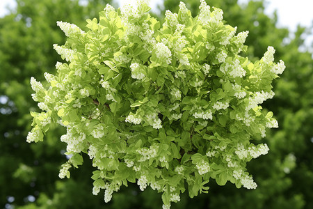 绿色植物与白花的特写图片