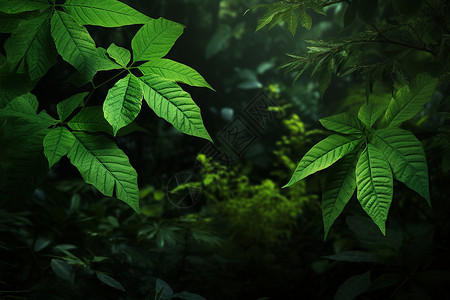 翠绿森林中的植物树叶背景图片