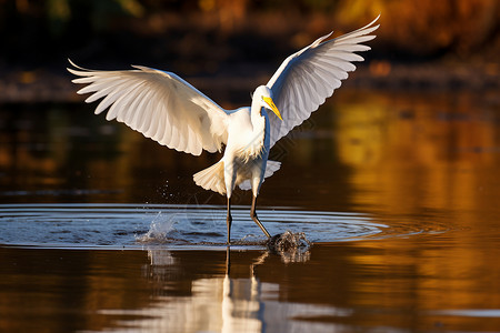 湖面上捕食的白色水鸟图片