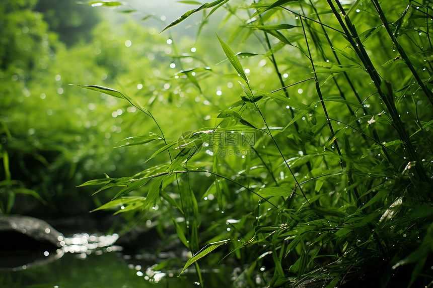 绿意盎然的丛林溪流图片