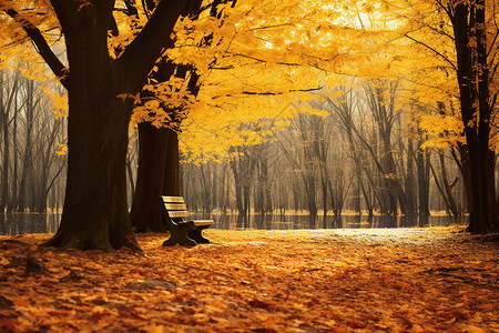 秋季公园中的美丽景观图片