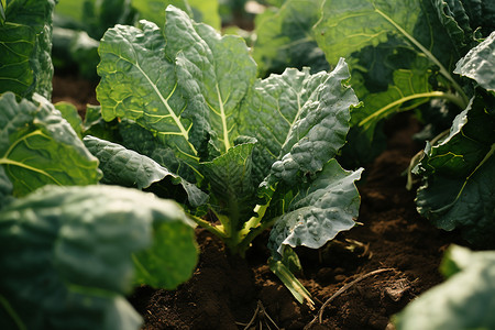 土壤中生长的蔬菜图片
