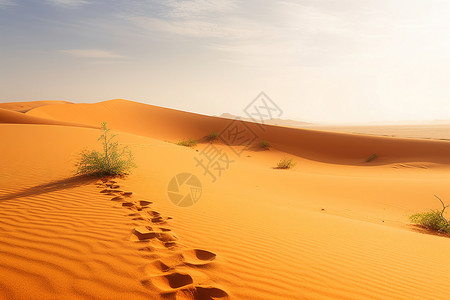 沙漠里的草图片