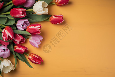 郁金香花束背景图片