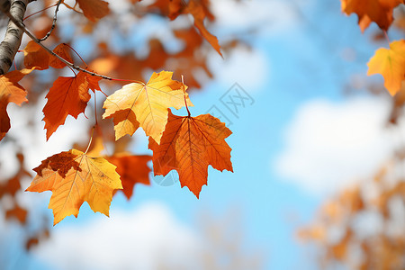枝干上发黄的树叶背景图片