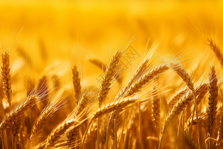 下麦金色的麦田中成熟的麦子背景