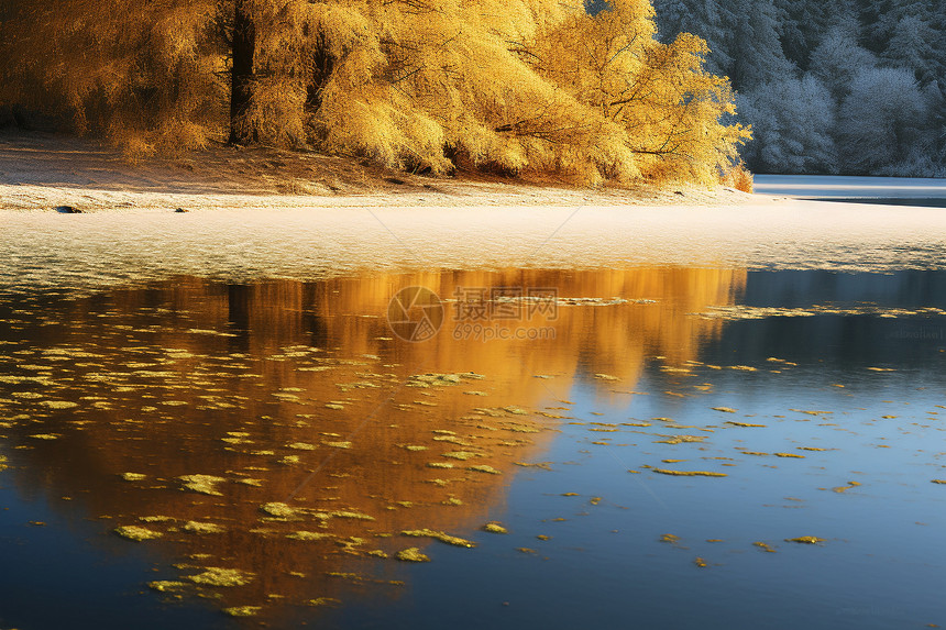 秋季湖面上的落叶图片