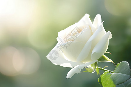 盛开白玫瑰白玫瑰盛开背景