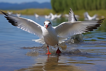 湖畔飞翔的水鸟图片