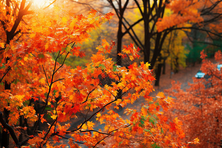 秋季公园中橘红色的枫叶图片