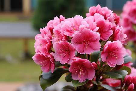 春季花园中绽放的天竺葵高清图片