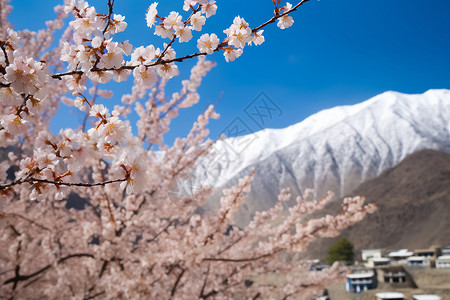 雪山下浪漫的粉色樱花图片