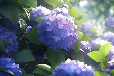 清新绿丛中的紫色绣球花背景图片