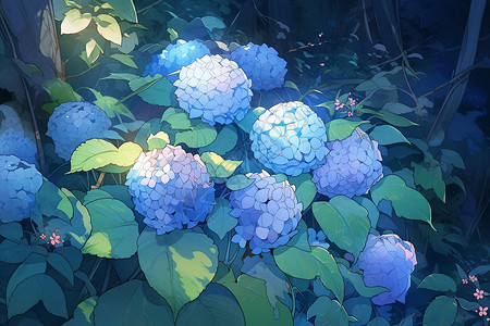 多彩的绣球花背景图片