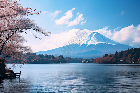 春季富士山下的湖泊景观背景图片