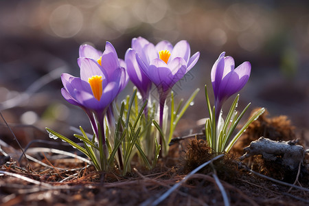 春季绽放的紫色雪莲花背景图片