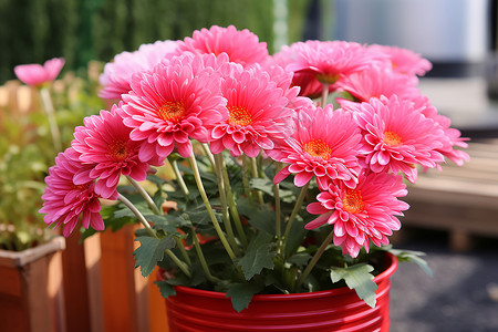 户外美丽的粉色雏菊盆栽图片