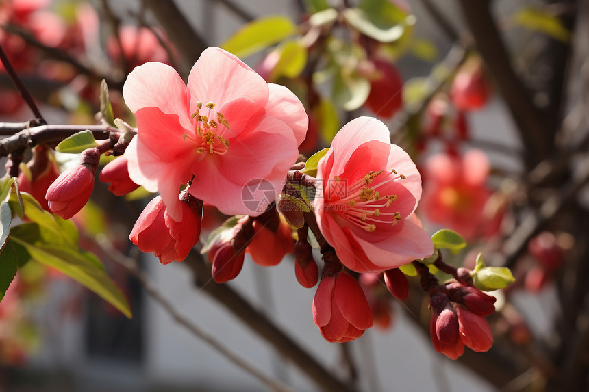 春季盛开的粉色海棠花图片