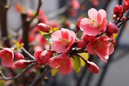 春季枝头盛开的海棠花图片
