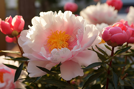 淡粉色牡丹花的特写镜头高清图片