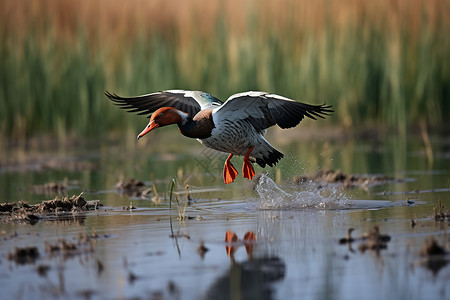 湿地野鸭空中展翅的野鸭背景